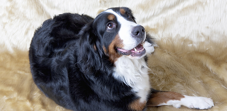 幅広い犬種のワンちゃんに対応